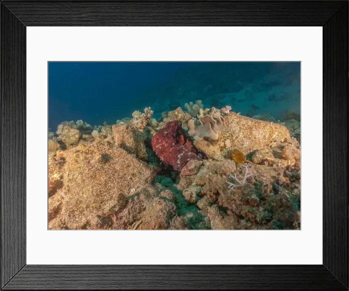 Framed Print : Octopus king of camouflage in the Red Sea, Eilat Israel Framed Print : Octopus king of camouflage in the Red Sea, Eilat Israel