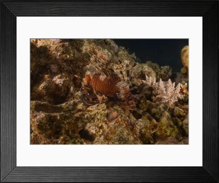 Framed Print : Lionfish in the Red Sea colorful fish, Eilat Israel Framed Print : Lionfish in the Red Sea colorful fish, Eilat Israel