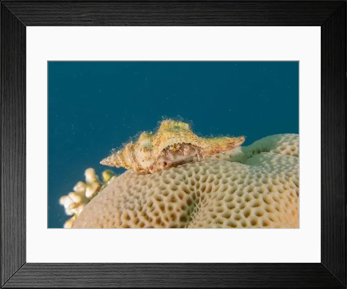 Framed Print : Sea snail in the Red Sea Colorful and beautiful, Eilat Israel Framed Print : Sea snail in the Red Sea Colorful and beautiful, Eilat Israel
