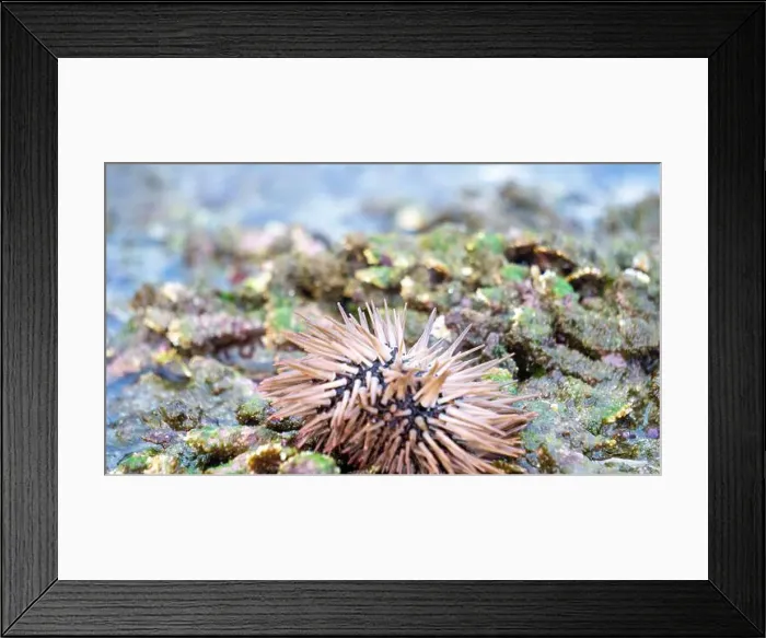 Framed Print : Sea urchin (Landak laut, bulu babi). About 950 species of sea urchin are distributed on the seabeds of every ocean Framed Print : Sea urchin (Landak laut, bulu babi). About 950 species of sea urchin are distributed on the seabeds of every ocean