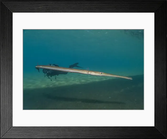 Framed Print : Squid in the Red Sea Colorful and beautiful, Eilat Israel Framed Print : Squid in the Red Sea Colorful and beautiful, Eilat Israel