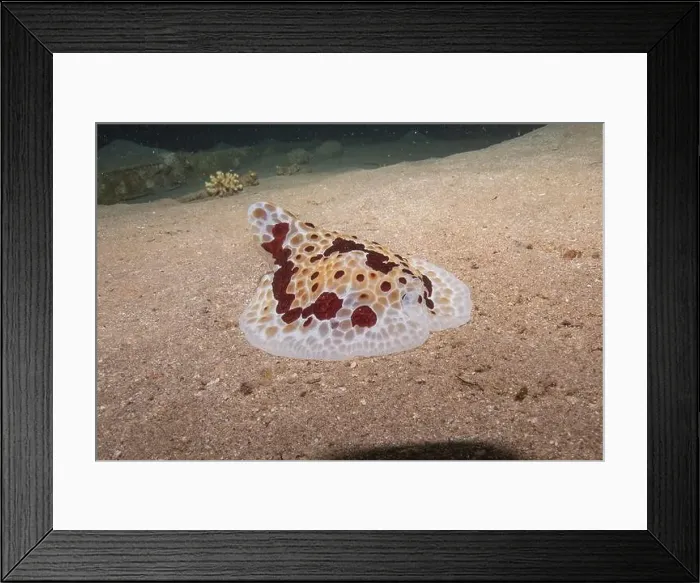 Framed Print : Sea Slug in the Red Sea Colorful and beautiful, Eilat Israel Framed Print : Sea Slug in the Red Sea Colorful and beautiful, Eilat Israel