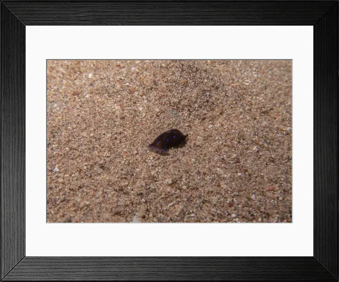 Framed Print : Sea Slug in the Red Sea Colorful and beautiful, Eilat Israel Framed Print : Sea Slug in the Red Sea Colorful and beautiful, Eilat Israel