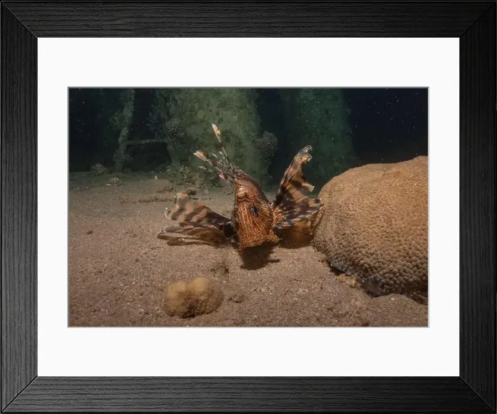 Framed Print : Lionfish in the Red Sea colorful fish, Eilat Israel Framed Print : Lionfish in the Red Sea colorful fish, Eilat Israel