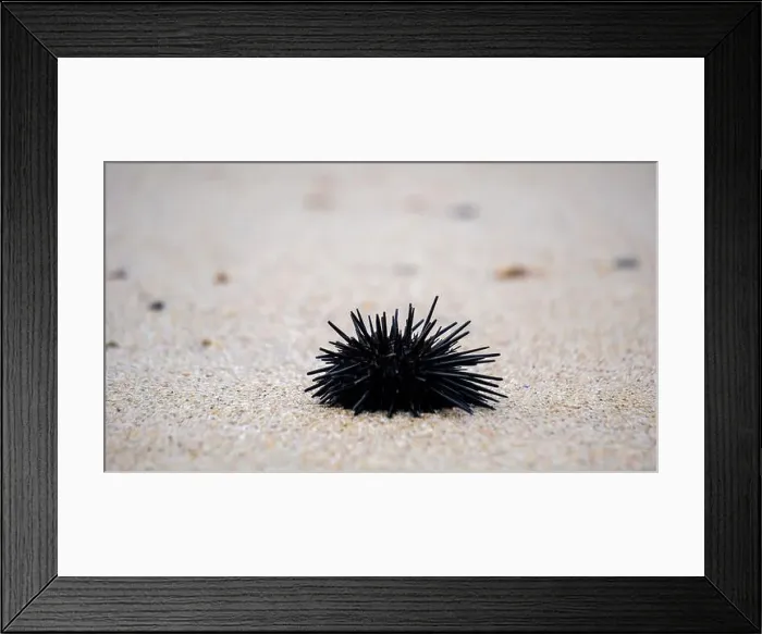 Framed Print : Sea urchin (Landak laut, bulu babi). About 950 species of sea urchin are distributed on the seabeds of every ocean Framed Print : Sea urchin (Landak laut, bulu babi). About 950 species of sea urchin are distributed on the seabeds of every ocean