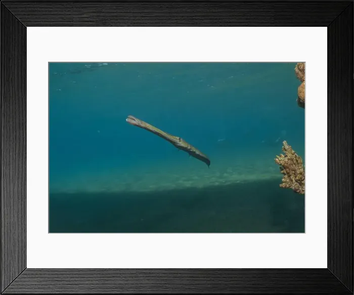 Framed Print : Squid in the Red Sea Colorful and beautiful, Eilat Israel Framed Print : Squid in the Red Sea Colorful and beautiful, Eilat Israel