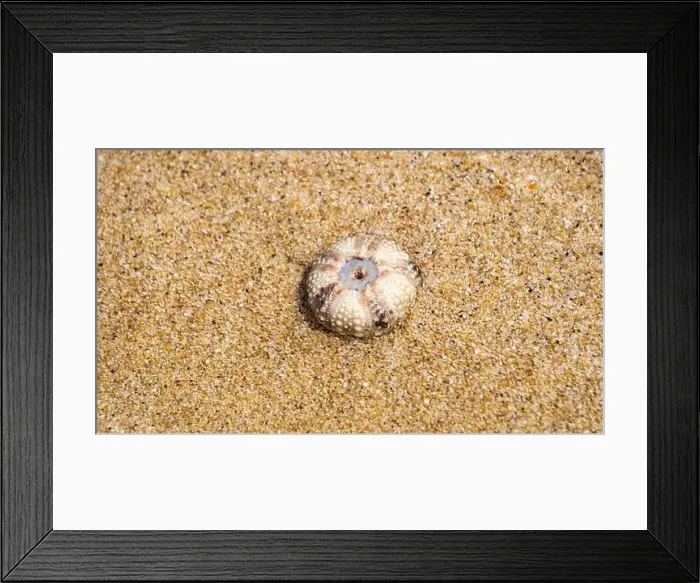 Framed Print : Sea urchin (Landak laut, bulu babi). About 950 species of sea urchin are distributed on the seabeds of every ocean Framed Print : Sea urchin (Landak laut, bulu babi). About 950 species of sea urchin are distributed on the seabeds of every ocean