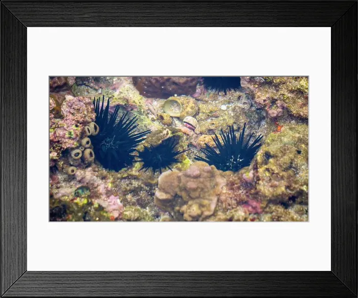 Framed Print : Sea urchin (Landak laut, bulu babi). About 950 species of sea urchin are distributed on the seabeds of every ocean Framed Print : Sea urchin (Landak laut, bulu babi). About 950 species of sea urchin are distributed on the seabeds of every ocean