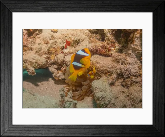Framed Print : Clown-fish anemonefish in the Red Sea Colorful and beautiful, Eilat Israel Framed Print : Clown-fish anemonefish in the Red Sea Colorful and beautiful, Eilat Israel