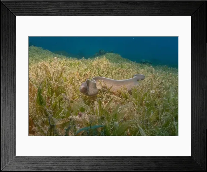 Framed Print : Moray eel Mooray lycodontis undulatus in the Red Sea, Eilat Israel Framed Print : Moray eel Mooray lycodontis undulatus in the Red Sea, Eilat Israel