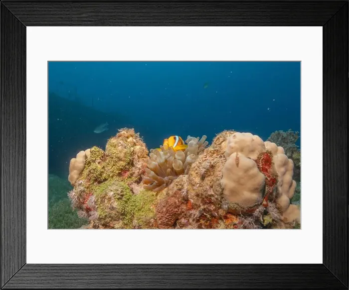 Framed Print : Clown-fish anemonefish in the Red Sea Colorful and beautiful, Eilat Israel Framed Print : Clown-fish anemonefish in the Red Sea Colorful and beautiful, Eilat Israel