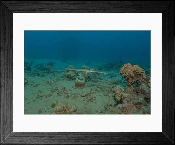 Framed Print : Squid in the Red Sea Colorful and beautiful, Eilat Israel Framed Print : Squid in the Red Sea Colorful and beautiful, Eilat Israel