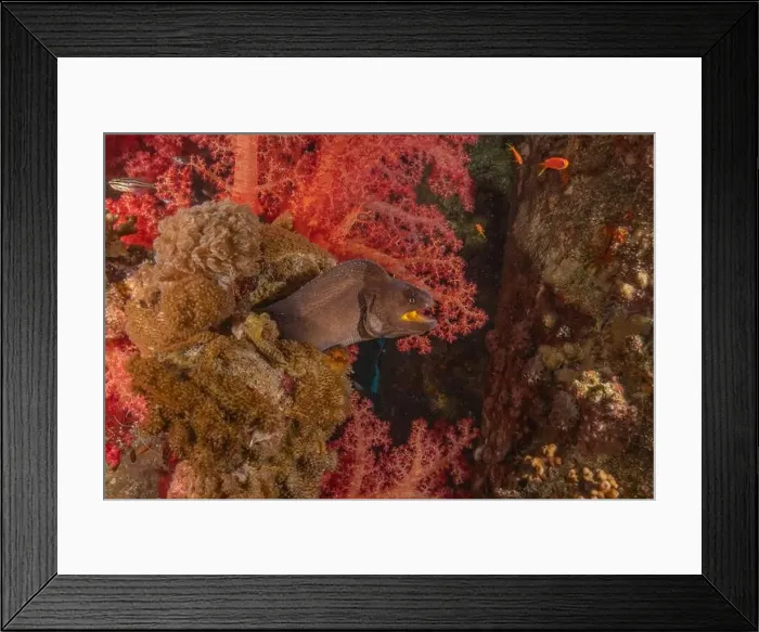 Framed Print : Moray eel Mooray lycodontis undulatus in the Red Sea, Eilat Israel Framed Print : Moray eel Mooray lycodontis undulatus in the Red Sea, Eilat Israel