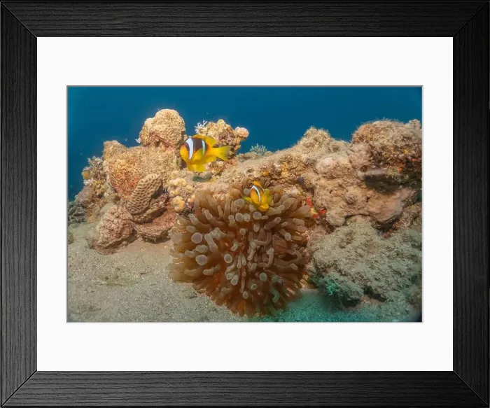 Framed Print : Clown-fish anemonefish in the Red Sea Colorful and beautiful, Eilat Israel Framed Print : Clown-fish anemonefish in the Red Sea Colorful and beautiful, Eilat Israel