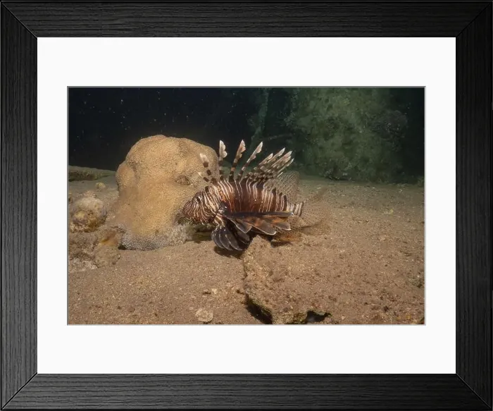 Framed Print : Lionfish in the Red Sea colorful fish, Eilat Israel Framed Print : Lionfish in the Red Sea colorful fish, Eilat Israel