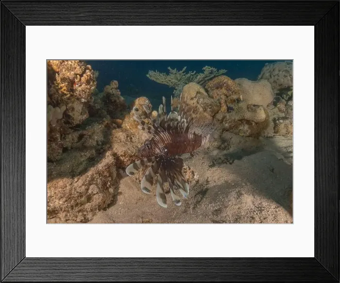 Framed Print : Lionfish in the Red Sea colorful fish, Eilat Israel Framed Print : Lionfish in the Red Sea colorful fish, Eilat Israel