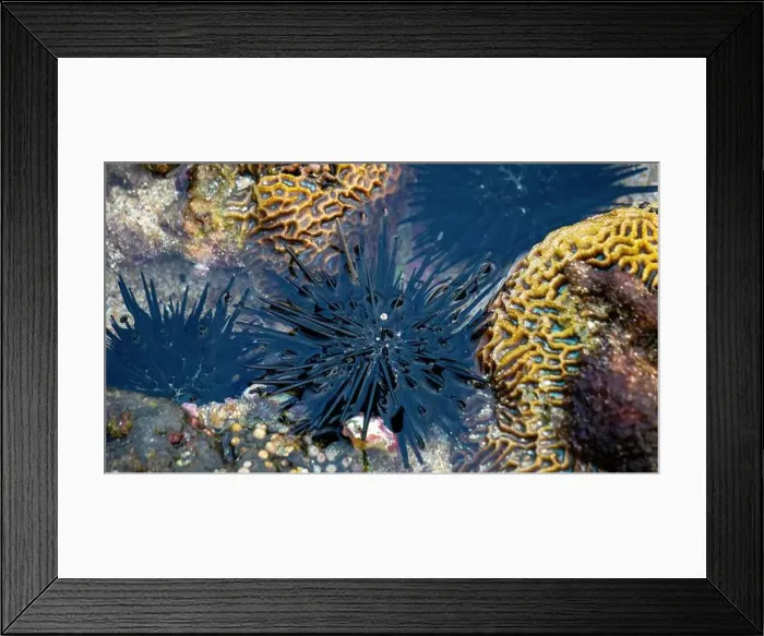 Framed Print : Sea urchin (Landak laut, bulu babi). About 950 species of sea urchin are distributed on the seabeds of every ocean Framed Print : Sea urchin (Landak laut, bulu babi). About 950 species of sea urchin are distributed on the seabeds of every ocean