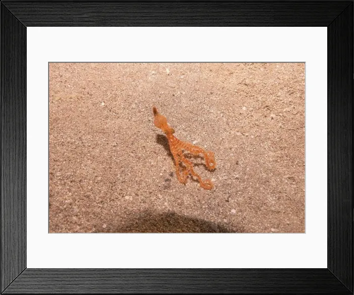 Framed Print : Octopus king of camouflage in the Red Sea, Eilat Israel Framed Print : Octopus king of camouflage in the Red Sea, Eilat Israel