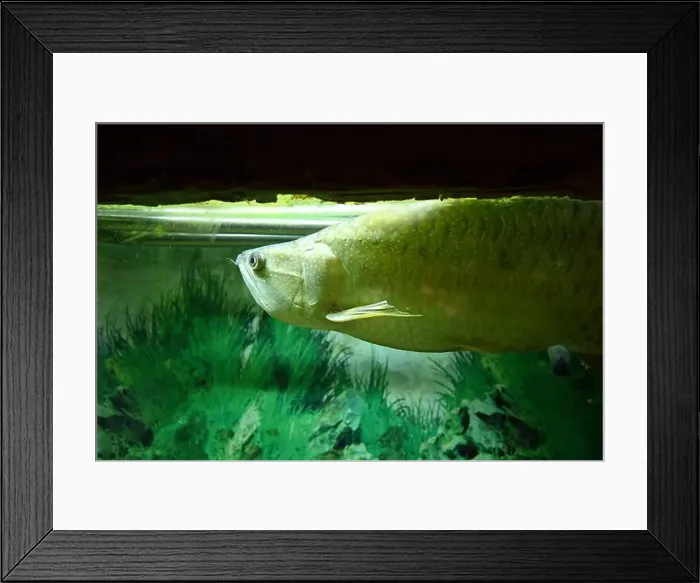 Framed Print : a silver arowana fish in aquarium Framed Print : a silver arowana fish in aquarium