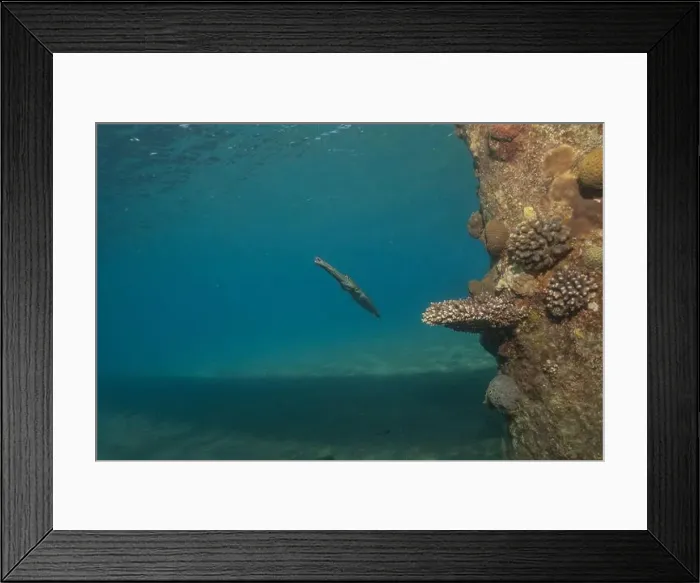 Framed Print : Squid in the Red Sea Colorful and beautiful, Eilat Israel Framed Print : Squid in the Red Sea Colorful and beautiful, Eilat Israel