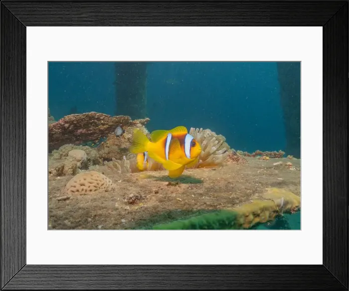 Framed Print : Clown-fish anemonefish in the Red Sea Colorful and beautiful, Eilat Israel Framed Print : Clown-fish anemonefish in the Red Sea Colorful and beautiful, Eilat Israel
