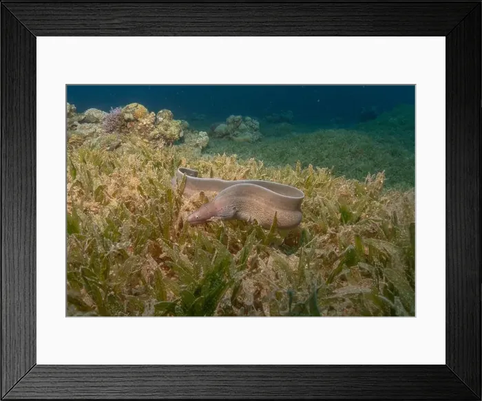 Framed Print : Moray eel Mooray lycodontis undulatus in the Red Sea, Eilat Israel Framed Print : Moray eel Mooray lycodontis undulatus in the Red Sea, Eilat Israel