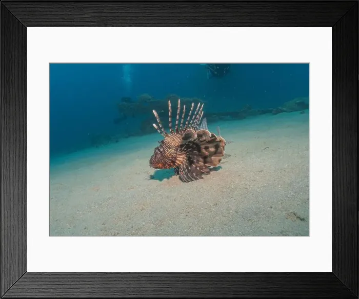 Framed Print : Lionfish in the Red Sea colorful fish, Eilat Israel Framed Print : Lionfish in the Red Sea colorful fish, Eilat Israel