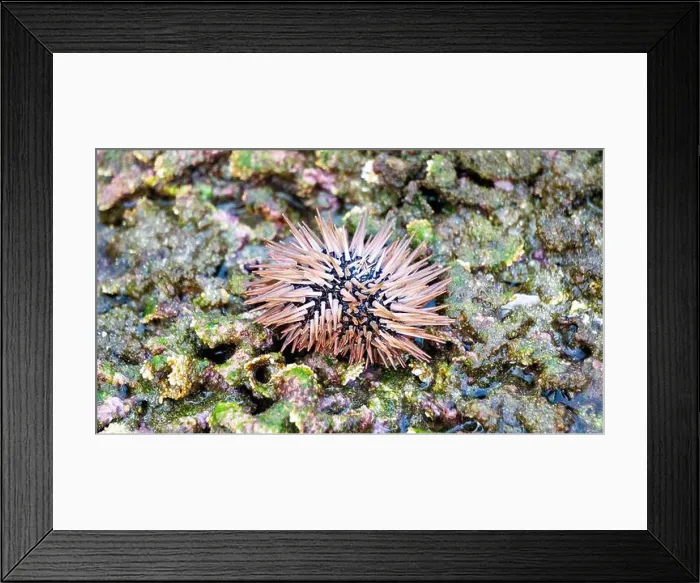 Framed Print : Sea urchin (Landak laut, bulu babi). About 950 species of sea urchin are distributed on the seabeds of every ocean Framed Print : Sea urchin (Landak laut, bulu babi). About 950 species of sea urchin are distributed on the seabeds of every ocean