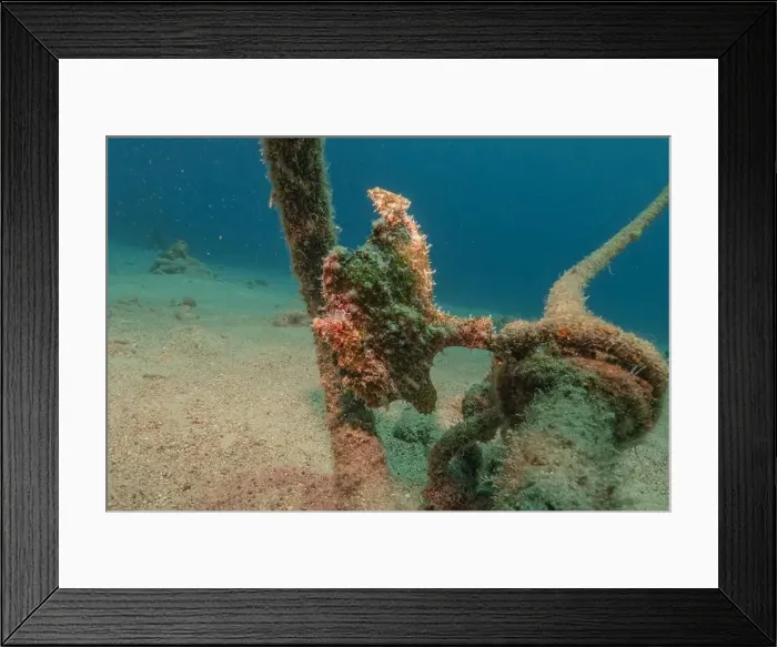 Framed Print : Frogfish swim in the Red Sea, colorful fish, Eilat Israel Framed Print : Frogfish swim in the Red Sea, colorful fish, Eilat Israel