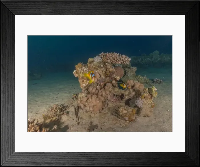 Framed Print : Clown-fish anemonefish in the Red Sea Colorful and beautiful, Eilat Israel Framed Print : Clown-fish anemonefish in the Red Sea Colorful and beautiful, Eilat Israel