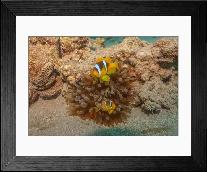 Framed Print : Clown-fish anemonefish in the Red Sea Colorful and beautiful, Eilat Israel Framed Print : Clown-fish anemonefish in the Red Sea Colorful and beautiful, Eilat Israel