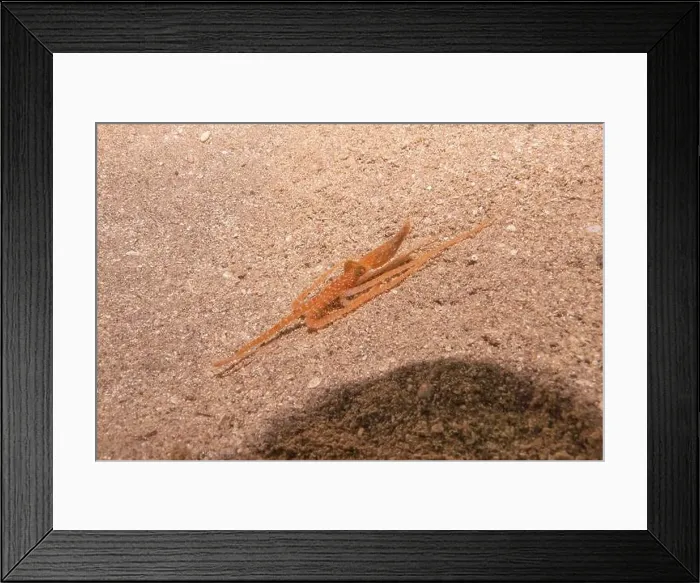 Framed Print : Octopus king of camouflage in the Red Sea, Eilat Israel Framed Print : Octopus king of camouflage in the Red Sea, Eilat Israel