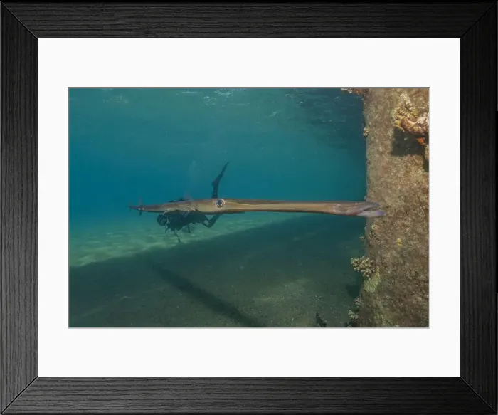Framed Print : Squid in the Red Sea Colorful and beautiful, Eilat Israel Framed Print : Squid in the Red Sea Colorful and beautiful, Eilat Israel