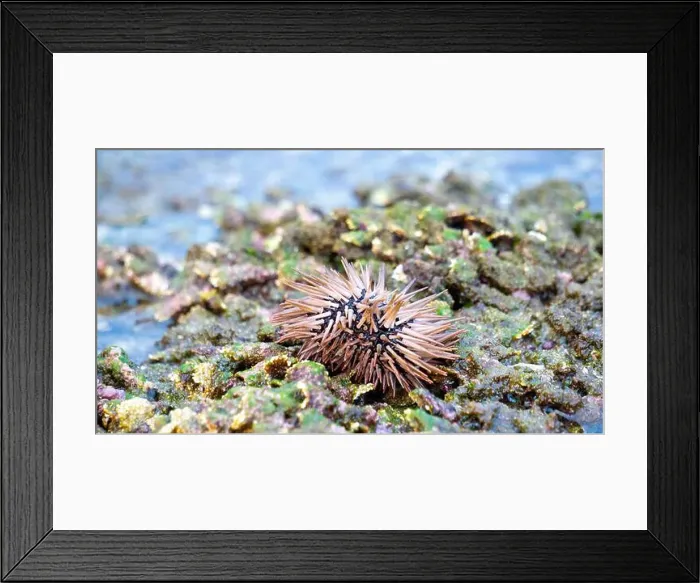 Framed Print : Sea urchin (Landak laut, bulu babi). About 950 species of sea urchin are distributed on the seabeds of every ocean Framed Print : Sea urchin (Landak laut, bulu babi). About 950 species of sea urchin are distributed on the seabeds of every ocean