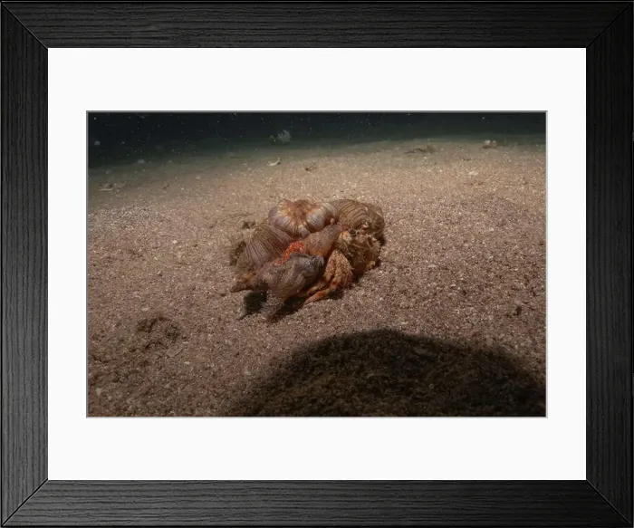 Framed Print : Hermit Crab in the Red Sea Colorful and beautiful, Eilat Israel Framed Print : Hermit Crab in the Red Sea Colorful and beautiful, Eilat Israel