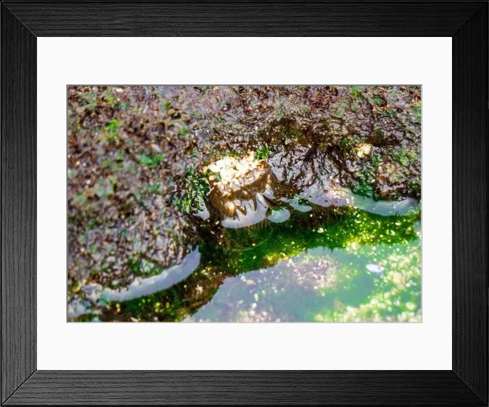 Framed Print : Sea urchin (Landak laut, bulu babi). About 950 species of sea urchin are distributed on the seabeds of every ocean Framed Print : Sea urchin (Landak laut, bulu babi). About 950 species of sea urchin are distributed on the seabeds of every ocean