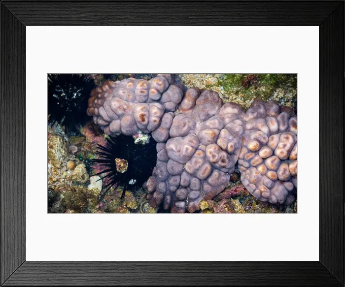 Framed Print : Didemnum carnulentum. Didemnum is a genus of colonial tunicates in the family Didemnidae Framed Print : Didemnum carnulentum. Didemnum is a genus of colonial tunicates in the family Didemnidae