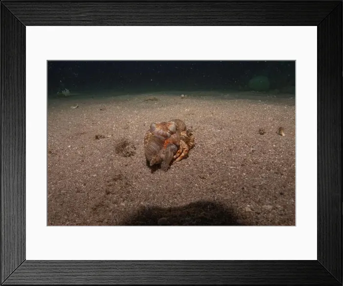Framed Print : Hermit Crab in the Red Sea Colorful and beautiful, Eilat Israel Framed Print : Hermit Crab in the Red Sea Colorful and beautiful, Eilat Israel