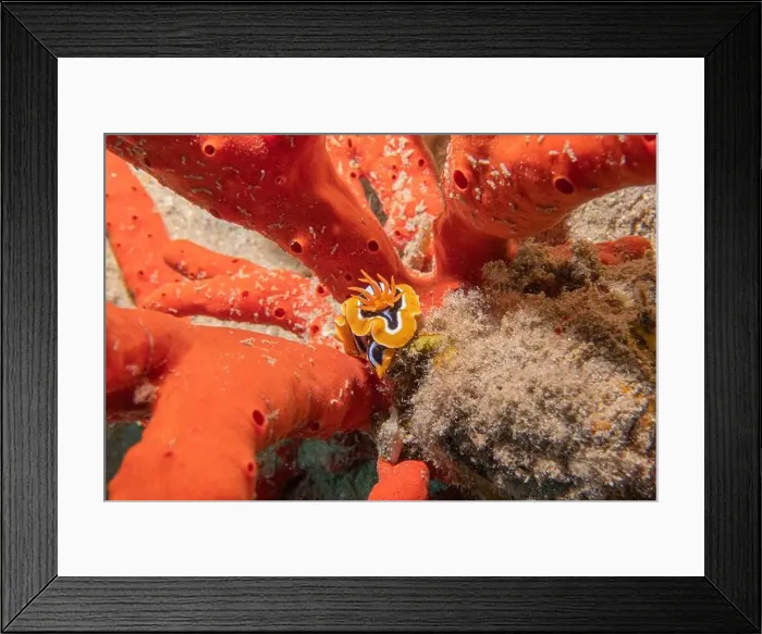 Framed Print : Sea Slug in the Red Sea Colorful and beautiful, Eilat Israel Framed Print : Sea Slug in the Red Sea Colorful and beautiful, Eilat Israel