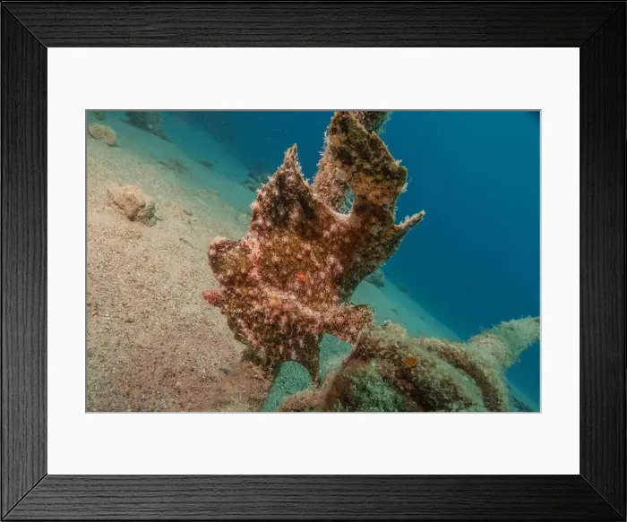 Framed Print : Frogfish swim in the Red Sea, colorful fish, Eilat Israel Framed Print : Frogfish swim in the Red Sea, colorful fish, Eilat Israel