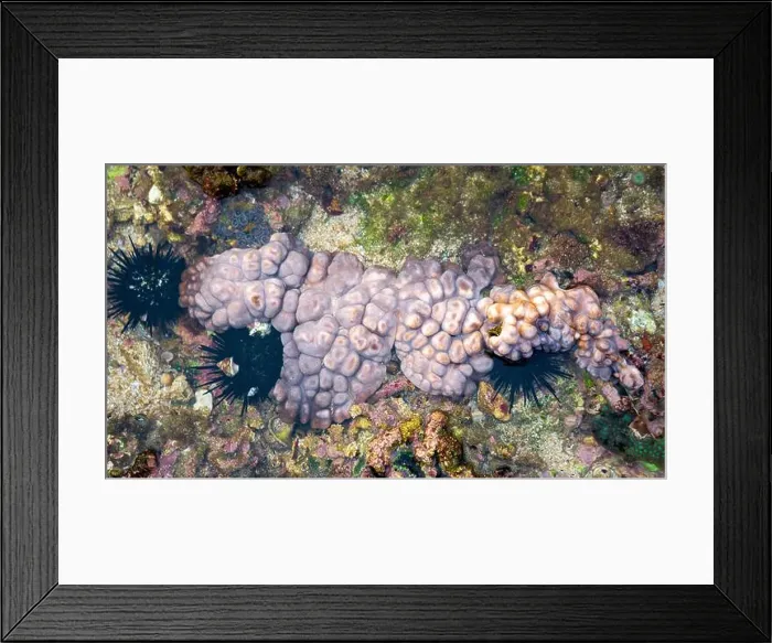 Framed Print : Didemnum carnulentum. Didemnum is a genus of colonial tunicates in the family Didemnidae Framed Print : Didemnum carnulentum. Didemnum is a genus of colonial tunicates in the family Didemnidae