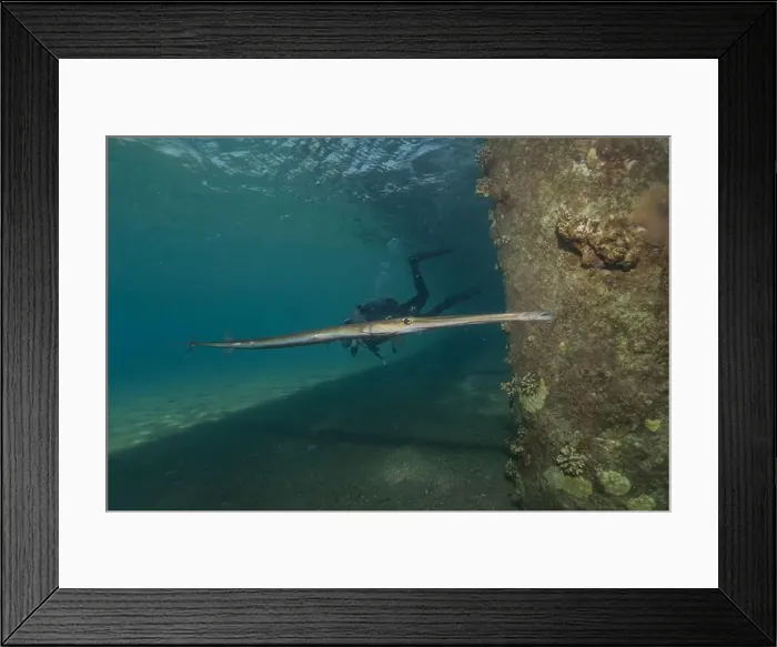 Framed Print : Squid in the Red Sea Colorful and beautiful, Eilat Israel Framed Print : Squid in the Red Sea Colorful and beautiful, Eilat Israel