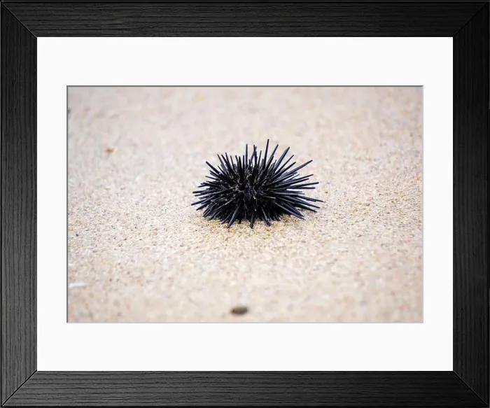 Framed Print : Sea urchin (Landak laut, bulu babi). About 950 species of sea urchin are distributed on the seabeds of every ocean Framed Print : Sea urchin (Landak laut, bulu babi). About 950 species of sea urchin are distributed on the seabeds of every ocean