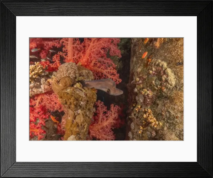 Framed Print : Moray eel Mooray lycodontis undulatus in the Red Sea, Eilat Israel Framed Print : Moray eel Mooray lycodontis undulatus in the Red Sea, Eilat Israel