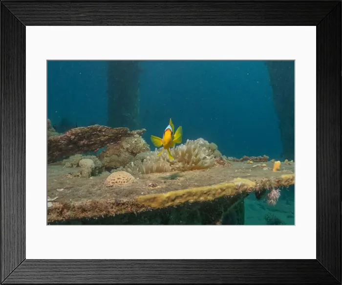 Framed Print : Clown-fish anemonefish in the Red Sea Colorful and beautiful, Eilat Israel Framed Print : Clown-fish anemonefish in the Red Sea Colorful and beautiful, Eilat Israel