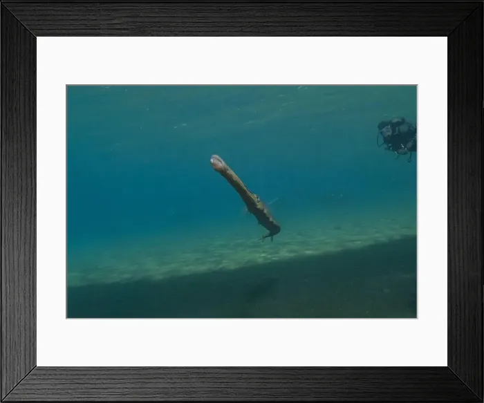 Framed Print : Squid in the Red Sea Colorful and beautiful, Eilat Israel Framed Print : Squid in the Red Sea Colorful and beautiful, Eilat Israel