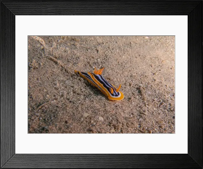 Framed Print : Sea Slug in the Red Sea Colorful and beautiful, Eilat Israel Framed Print : Sea Slug in the Red Sea Colorful and beautiful, Eilat Israel