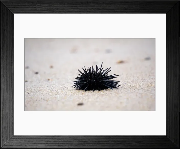 Framed Print : Sea urchin (Landak laut, bulu babi). About 950 species of sea urchin are distributed on the seabeds of every ocean Framed Print : Sea urchin (Landak laut, bulu babi). About 950 species of sea urchin are distributed on the seabeds of every ocean