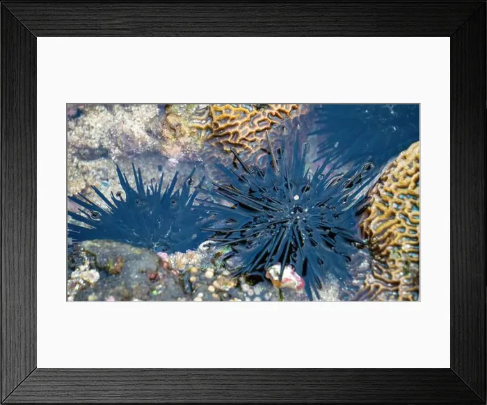 Framed Print : Sea urchin (Landak laut, bulu babi). About 950 species of sea urchin are distributed on the seabeds of every ocean Framed Print : Sea urchin (Landak laut, bulu babi). About 950 species of sea urchin are distributed on the seabeds of every ocean