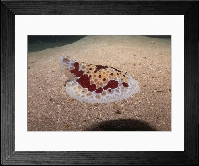 Framed Print : Sea Slug in the Red Sea Colorful and beautiful, Eilat Israel Framed Print : Sea Slug in the Red Sea Colorful and beautiful, Eilat Israel